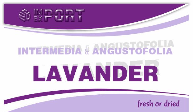 LAVANDER